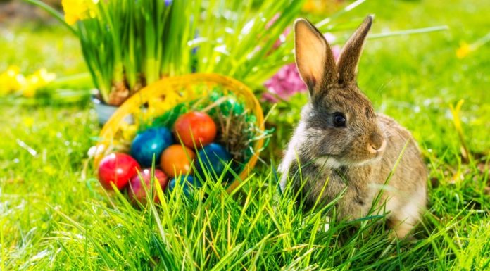 What is the Easter Bunny? The Symbolic Meaning of the Easter Bunny