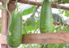 The Ultimate Guide to Growing and Caring for Winter Melon: Achieving Abundant Harvests of Large Fruits at Home