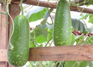 The Ultimate Guide to Growing and Caring for Winter Melon: Achieving Abundant Harvests of Large Fruits at Home