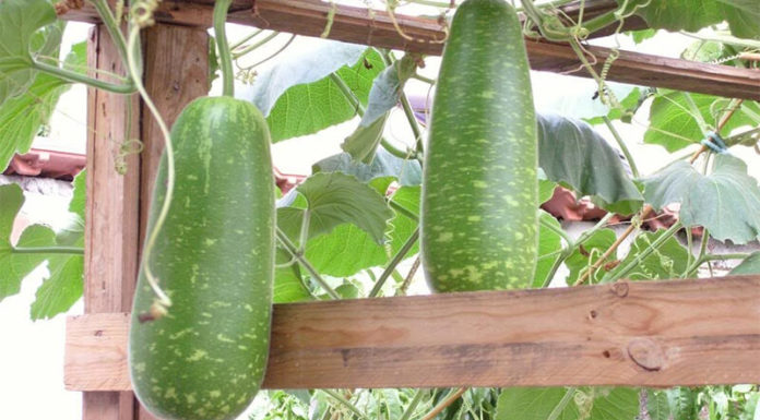The Ultimate Guide to Growing and Caring for Winter Melon: Achieving Abundant Harvests of Large Fruits at Home