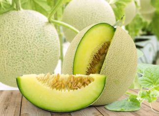 The Ultimate Guide to Honeydew Melon – Selection, Preparation, and Pricing