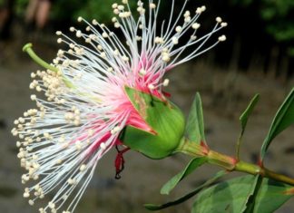 Taste Bud Twister: Try This Unusual Vietnamese Dish, Mango Blossom Salad