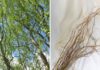 The Ultimate Guide to the Latest Trend: Curly Willow Branches