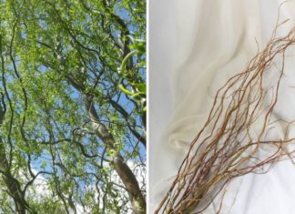The Ultimate Guide to the Latest Trend: Curly Willow Branches