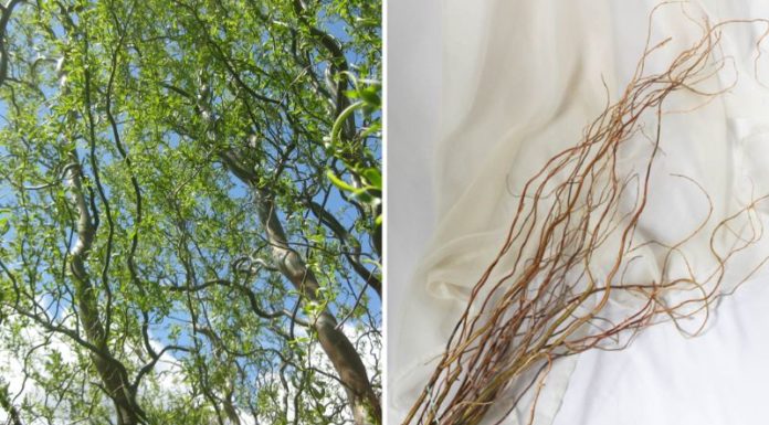 The Ultimate Guide to the Latest Trend: Curly Willow Branches