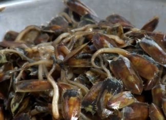 The Delicious Delicacy of Ha Tien: Unveiling the Truth Behind the Unique and Exotic Delicacy with a Strange Name but Immense Health Benefits