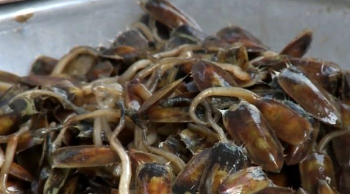 The Delicious Delicacy of Ha Tien: Unveiling the Truth Behind the Unique and Exotic Delicacy with a Strange Name but Immense Health Benefits