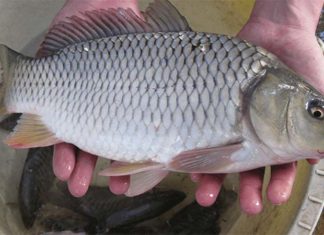 Is It True That Eating Carp Can Help Pregnant Women Stabilize Their Pregnancy?