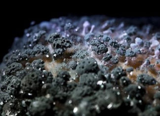 Is It Safe to Eat Moldy Food?