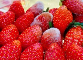 “The 1-2-3-4 Diet: A Cancer Cell’s Dream Disguised as a Healthy Regimen”