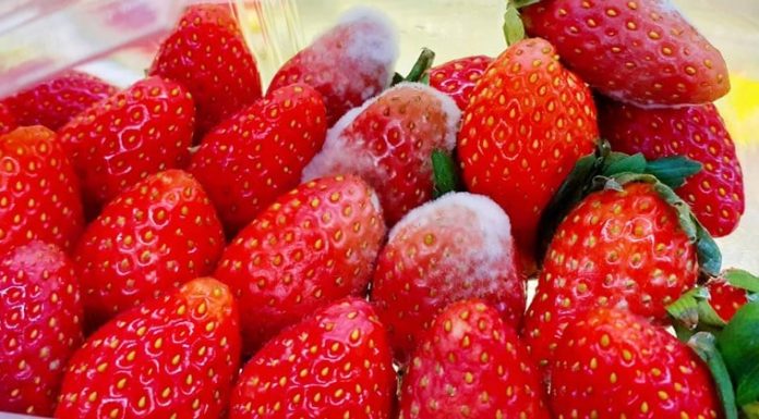 “The 1-2-3-4 Diet: A Cancer Cell’s Dream Disguised as a Healthy Regimen”