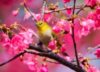 What Day is the 2023 Jingzhe Solar Term? Understanding the Significance of Jingzhe.