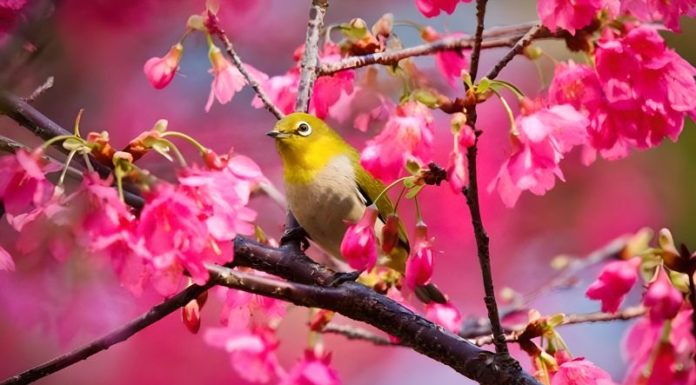 What Day is the 2023 Jingzhe Solar Term? Understanding the Significance of Jingzhe.