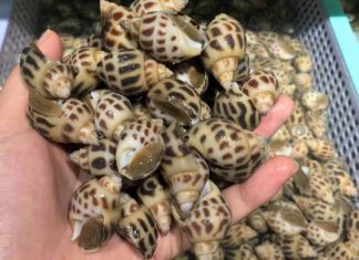 The Ultimate Guide to Storing Conch for Maximum Freshness