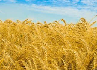 What Day is Tiet Mang Chung? Understanding the Significance of Tiet Mang Chung.