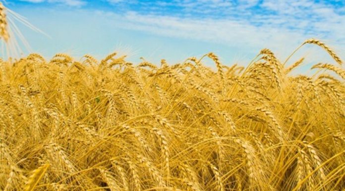 What Day is Tiet Mang Chung? Understanding the Significance of Tiet Mang Chung.