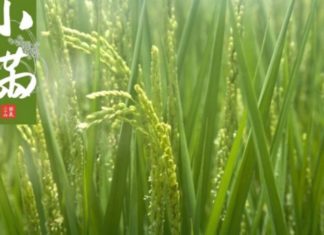 What Day is Xiaoman Festival 2023? Understanding the Significance of Xiaoman Festival