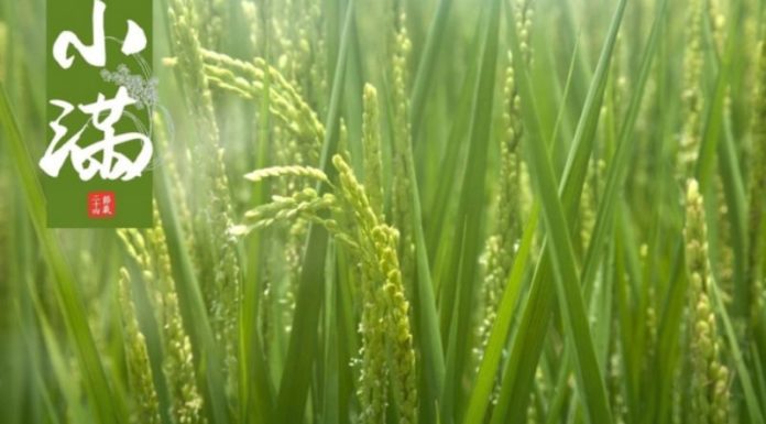 What Day is Xiaoman Festival 2023? Understanding the Significance of Xiaoman Festival