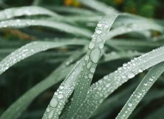 What Day is the 2023 Wu Shu Festival On? Understanding the Wu Shu Festival’s Significance