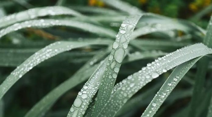 What Day is the 2023 Wu Shu Festival On? Understanding the Wu Shu Festival’s Significance