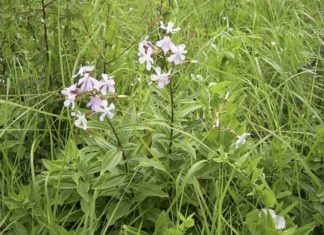 Uncover the Benefits of Soapberry Peel Extract in Skincare