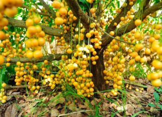 The Ultimate Guide to Growing and Caring for Your Black Mulberry Tree