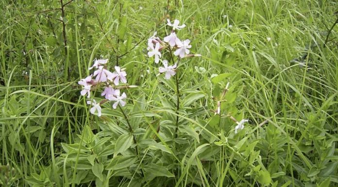 Uncover the Benefits of Soapberry Peel Extract in Skincare