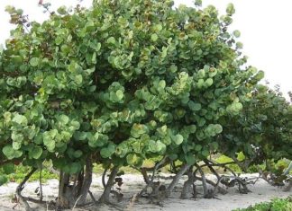 The Wonder of the Sea Almond Tree: Unveiling its Significance, Beauty, and Care