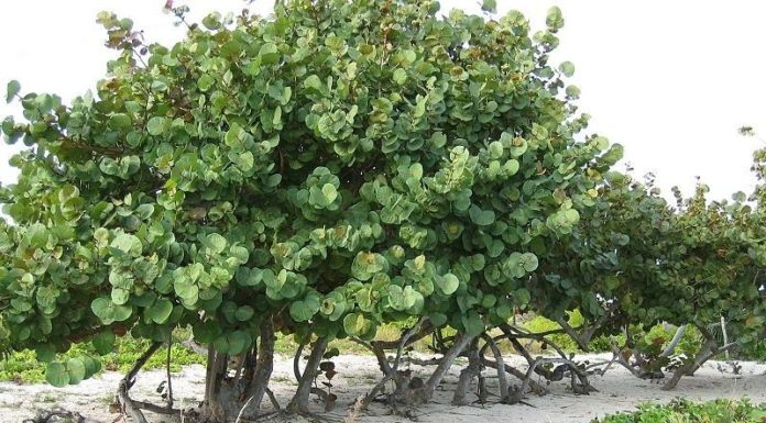 The Wonder of the Sea Almond Tree: Unveiling its Significance, Beauty, and Care