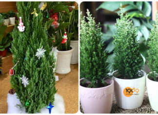 The Magic of the Vietnamese Yew: Unveiling the Secrets of This Ancient Tree and How to Cultivate Its Power.