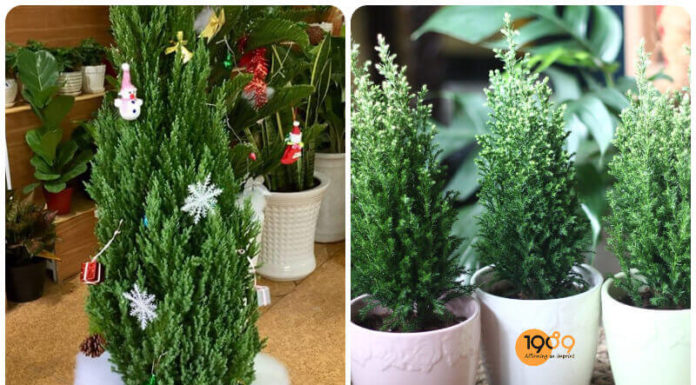 The Magic of the Vietnamese Yew: Unveiling the Secrets of This Ancient Tree and How to Cultivate Its Power.