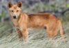 The Ultimate Guide to Dingo Dogs: Unveiling Their Origins, Care, and Pricing for Enthusiasts.
