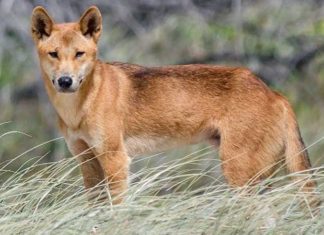The Ultimate Guide to Dingo Dogs: Unveiling Their Origins, Care, and Pricing for Enthusiasts.