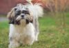 The Shih Tzu Breed: Unveiling the Intricacies of Their Nature and Care