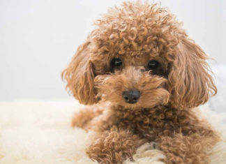 Exploring the Poodle Breed: Unveiling Its Origins, Unique Traits, Care Tips, and Price Guide