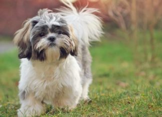 The Shih Tzu Breed: Unveiling the Intricacies of Their Nature and Care