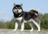 Unleash the Majestic Beauty of the Alaskan Malamute: Origins, Traits, Care, and Pricing