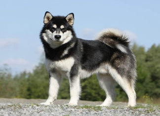 Unleash the Majestic Beauty of the Alaskan Malamute: Origins, Traits, Care, and Pricing