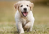 The Golden Retriever: Unveiling the Breed’s Origins, Traits, Care Tips, and Cost