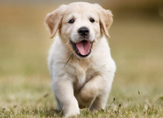 The Golden Retriever: Unveiling the Breed’s Origins, Traits, Care Tips, and Cost