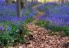 Exploring the Bluebell, the Flower of Luck