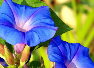 Unveiling the Enchanting Mystery of the Bindweed: Symbolism, Cultivation, and Care