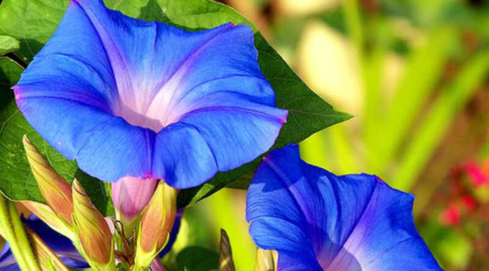 Unveiling the Enchanting Mystery of the Bindweed: Symbolism, Cultivation, and Care