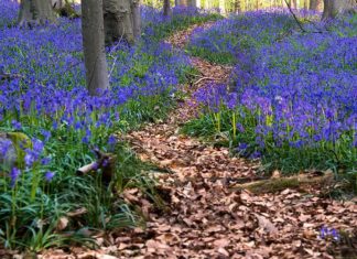 Exploring the Bluebell, the Flower of Luck