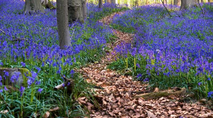Exploring the Bluebell, the Flower of Luck