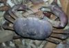 Uncover the Largest Land Crab in Vietnam with a Unique Appearance and Extreme Rarity