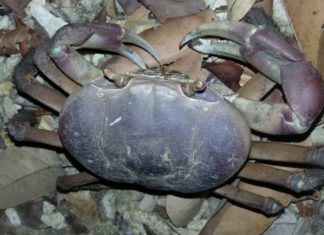 Uncover the Largest Land Crab in Vietnam with a Unique Appearance and Extreme Rarity