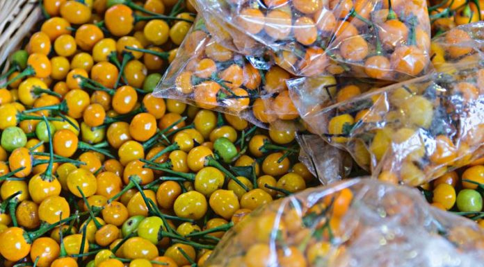 The World’s Most Expensive Spice is Grown in Abundance in Vietnam