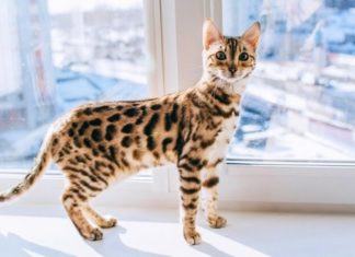 The Bengal Cat: Unveiling the Unique Traits, Care Guide, and Pricing of the Bengal Cat