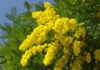 The Blooming Beauty of Mimosa: Unveiling the Sun-kissed Charm